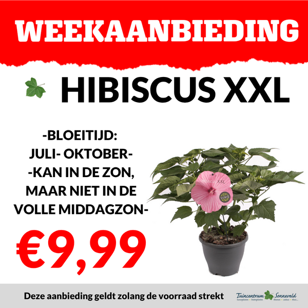 HIBISCUS XXL €9,99