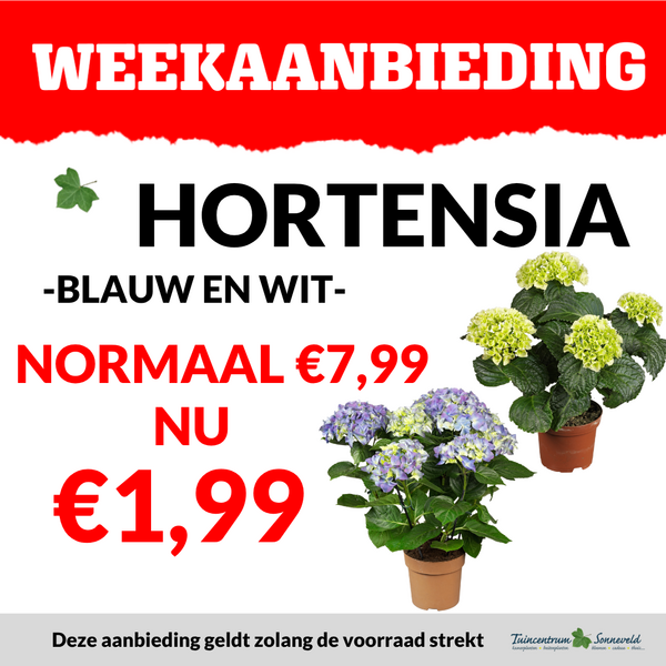 hortensia