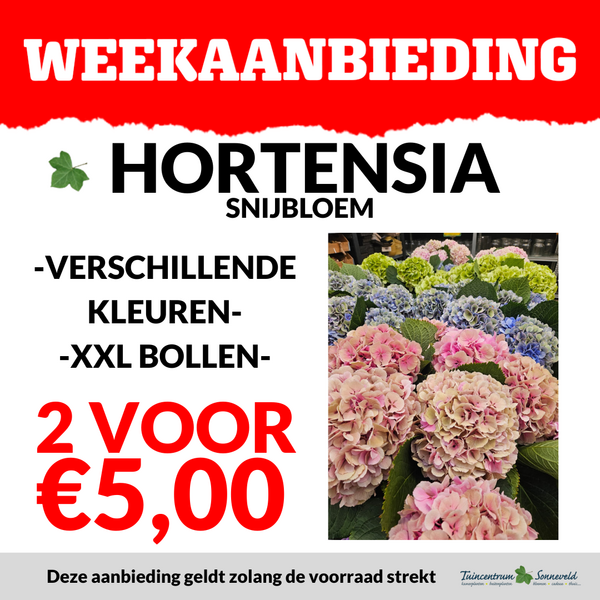 HORTENSIA 2 VOOR €5,00