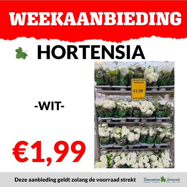 HORTENSIA €1,99