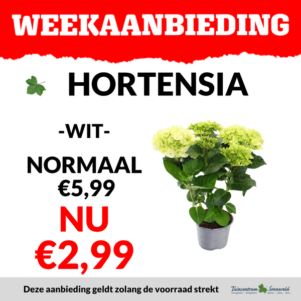 HORTENSIA €2,99
