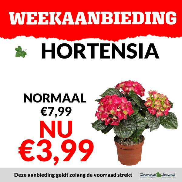 HORTENSIA €3,99