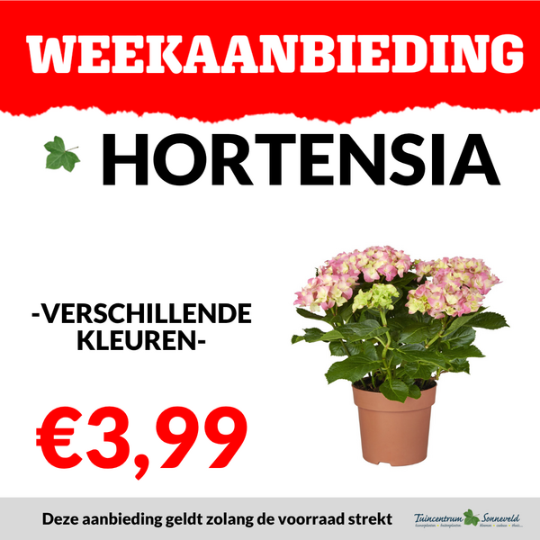 HORTENSIA €3,99