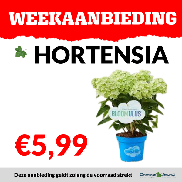 HORTENSIA €5,99