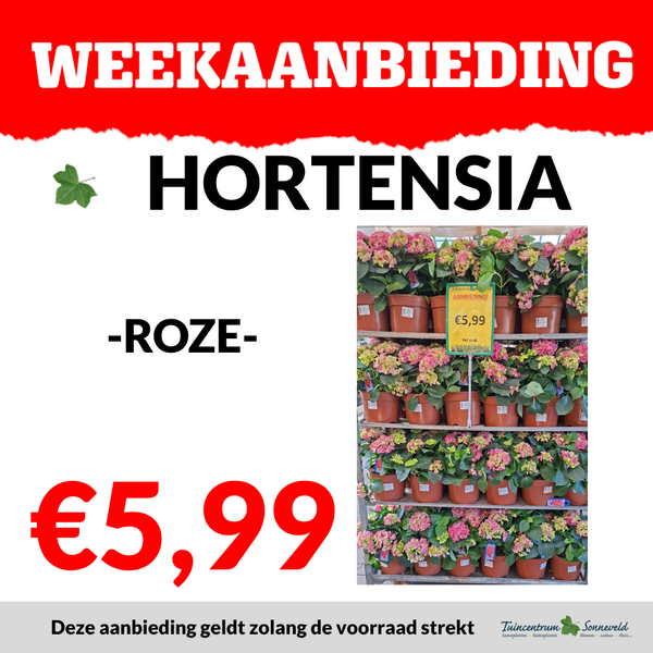 HORTENSIA €5,99