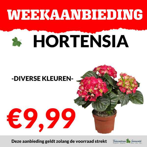 hortensia €9,99