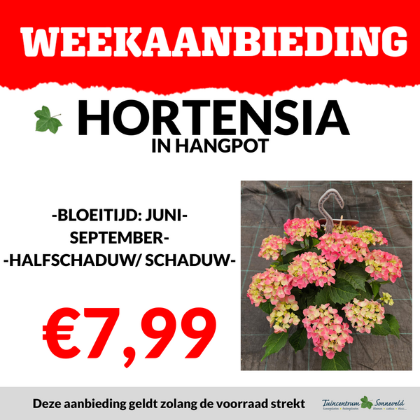 HORTENSIA IN HANGPOT €7,99