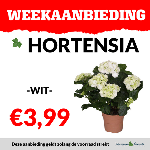 HORTENSIA WIT €3,99