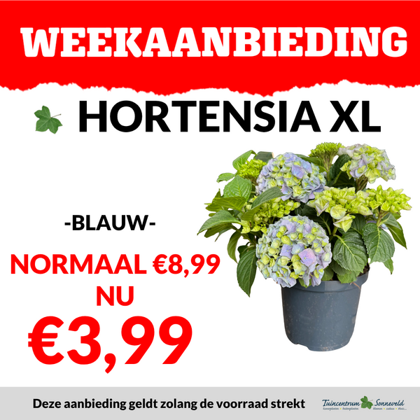 hortensia XL