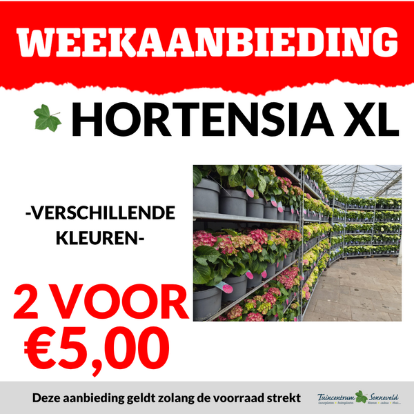 HORTENSIA XL 2 VOOR €5,00