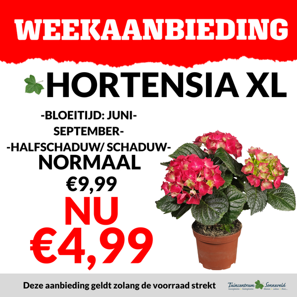 HORTENSIA XL €4,99