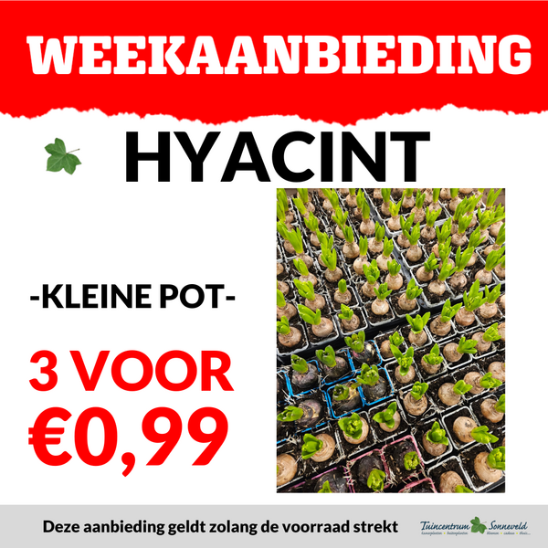 HYACINT 3 VOOR €0,99