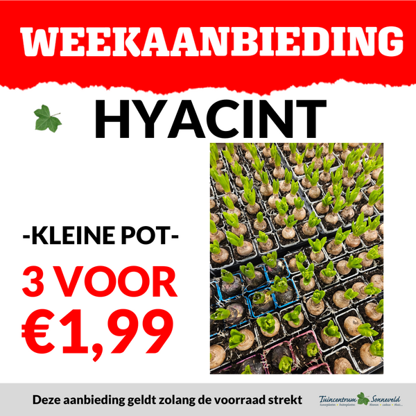 HYACINT 3 VOOR €1,99
