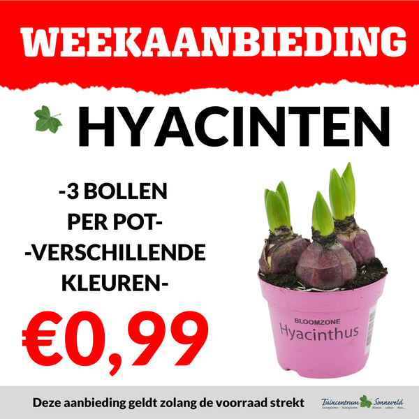 HYACINT €0,99