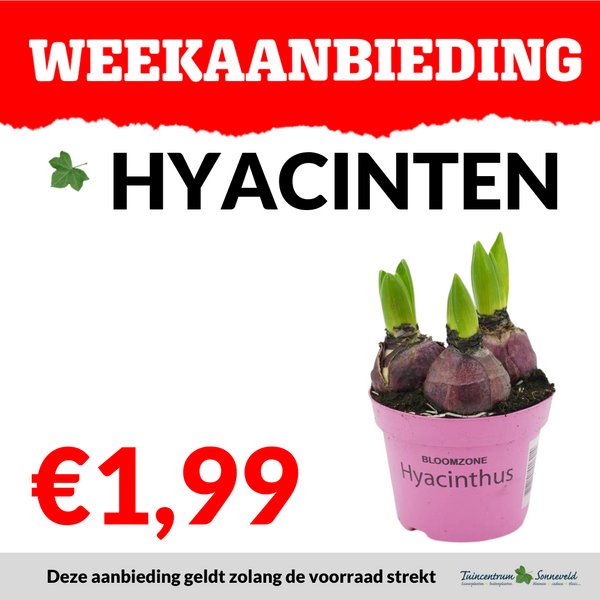 HYACINT €1,99