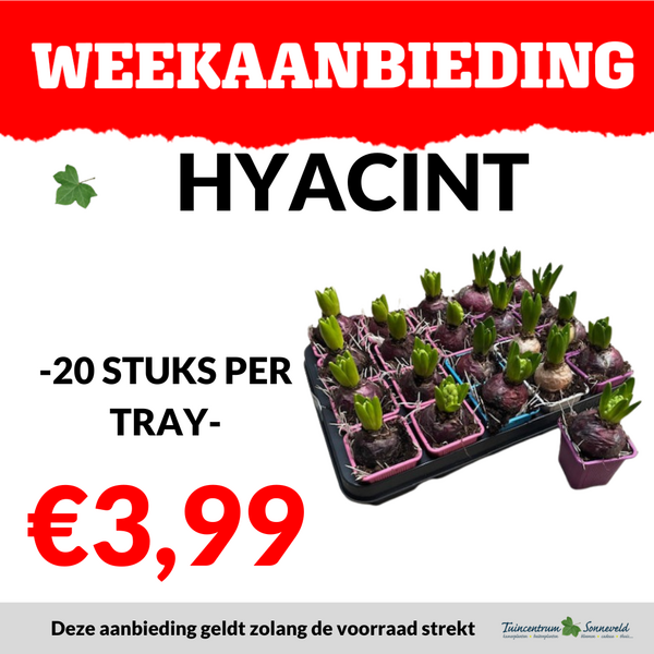 HYACINT €3,99 PER TRAY