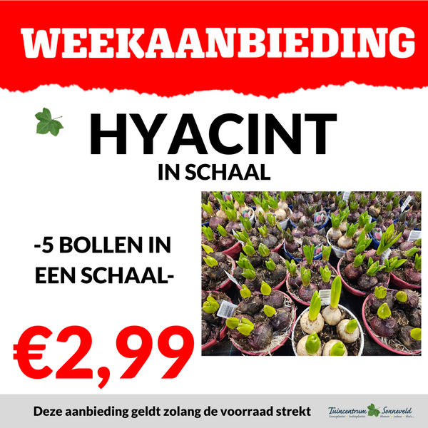 HYACINT SCHAAL €2,99