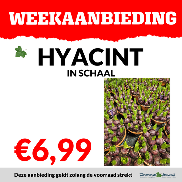 HYACINT SCHAAL €6,99