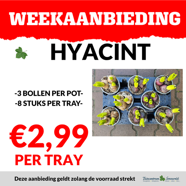 HYACINT TRAY €2,99