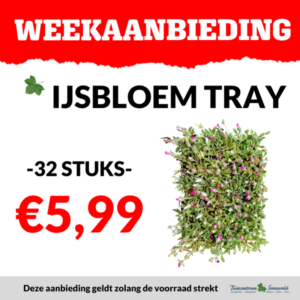 IJSBLOEMEN €5,99