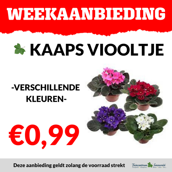 KAAPS VIOOLTJE €0,99
