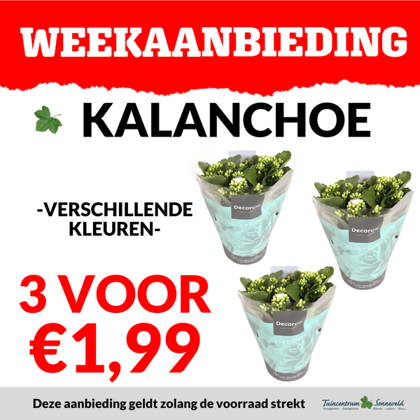 KALANCHOE 3 VOOR €1,99