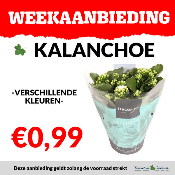 KALANCHOE €0,99