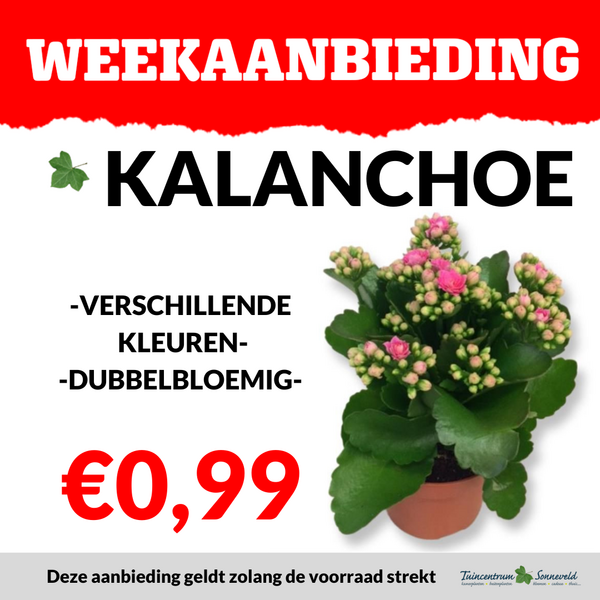 KALANCHOE €0,99