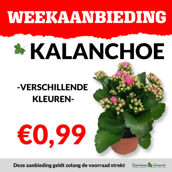 KALANCHOE €0,99
