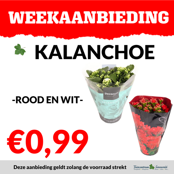KALANCHOE €0,99