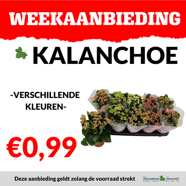 KALANCHOE €0,99