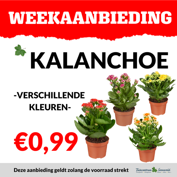 Kalanchoe €0,99