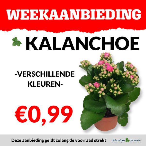 KALANCHOE €0,99