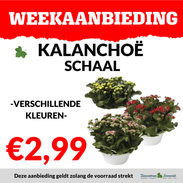 KALANCHOE SCHAAL €2,99