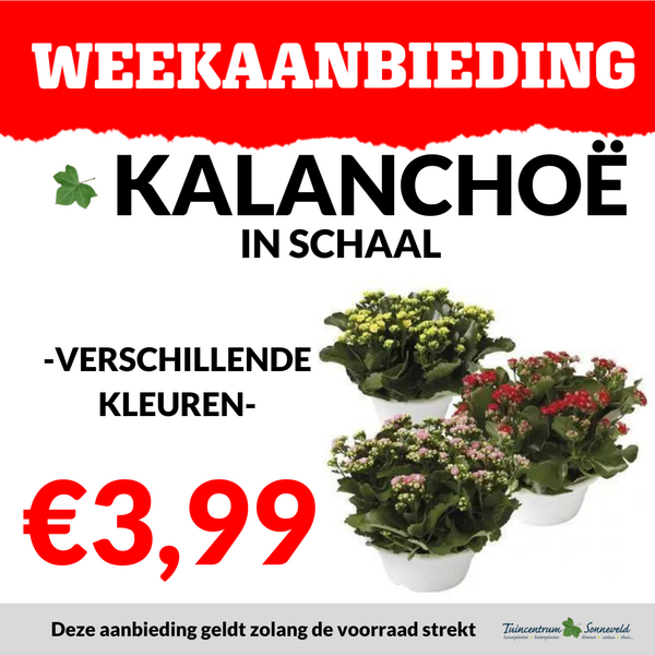 KALANCHOE SCHAAL €3,99