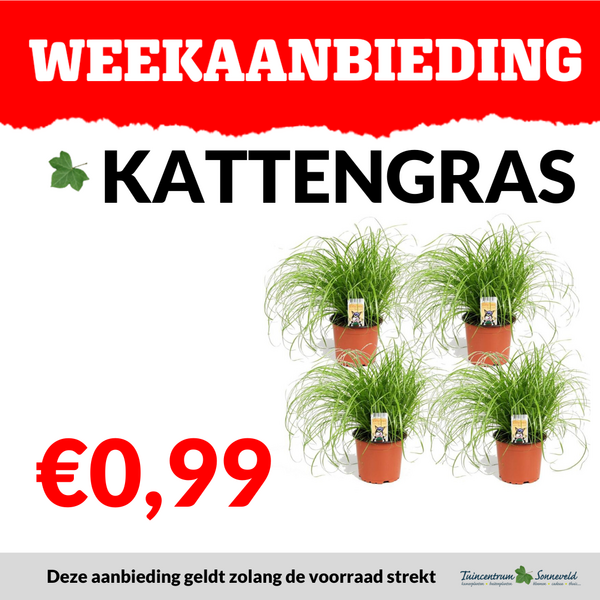 KATTENGRAS €0,99