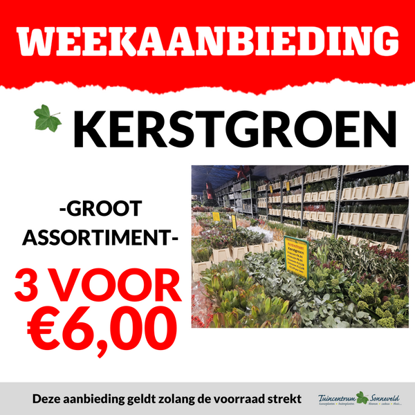KERSTGROEN 3 VOOR €6,00