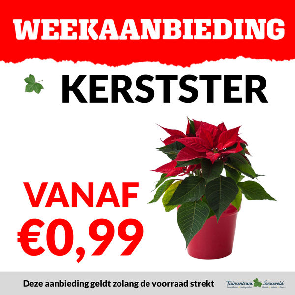 KERSTSTER VANAF €0,99
