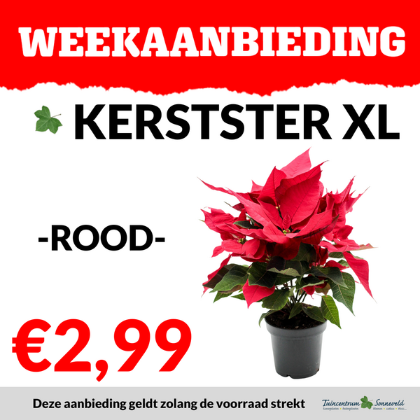 KERSTSTER XL €2,99