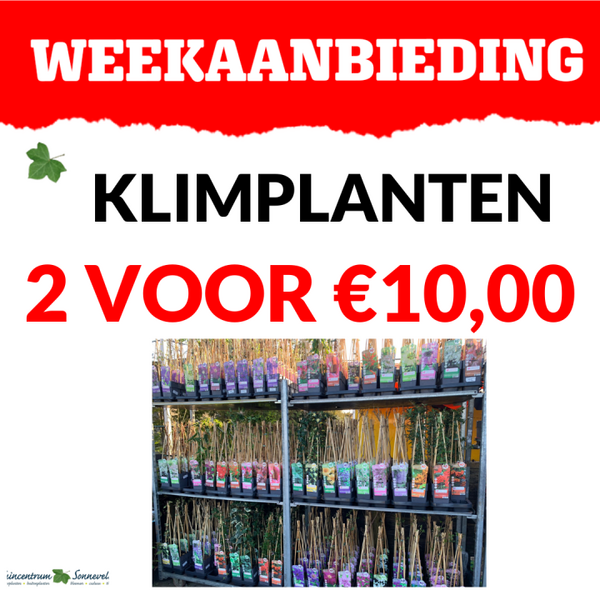 klimplanten 2 voor €10,-