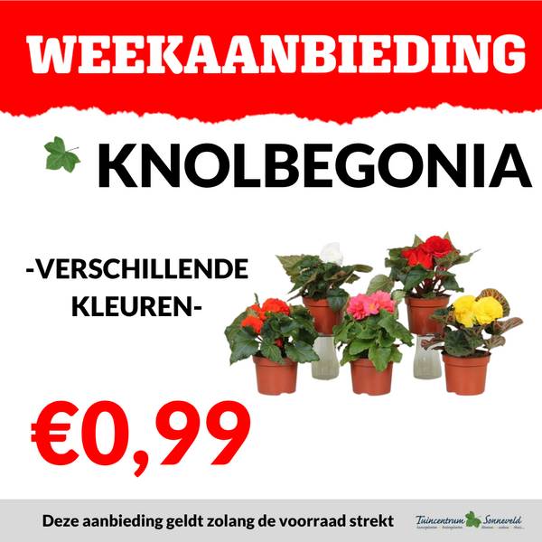 KNOLBEGONIA €0,99