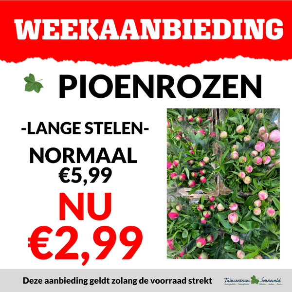 LANGE PIOENROZEN €2,99