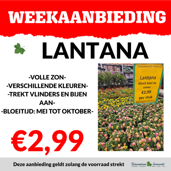 LANTANA €2,99