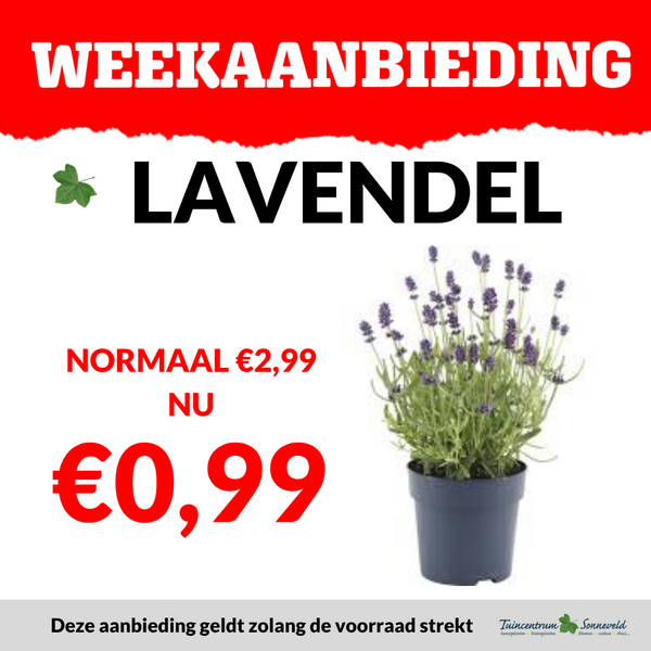 LAVENDEL