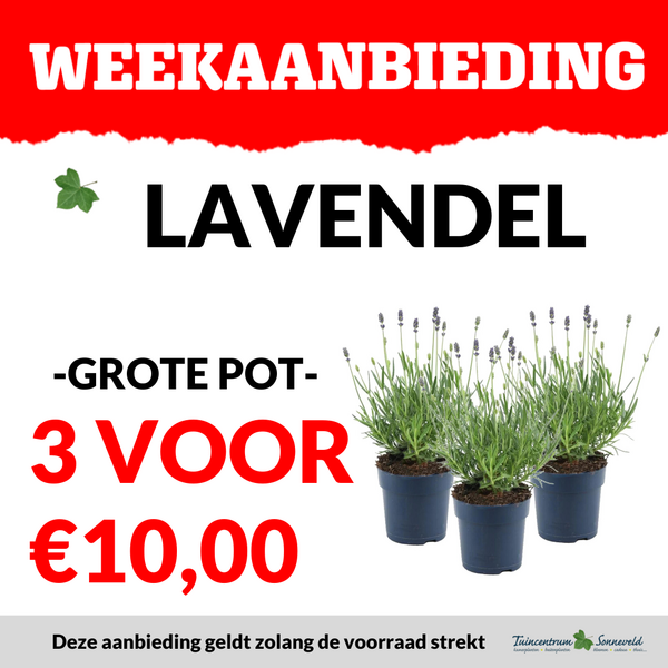 LAVENDEL 3 VOOR €10,00