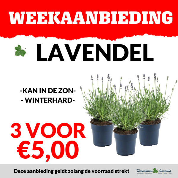 LAVENDEL 3 VOOR €5,00