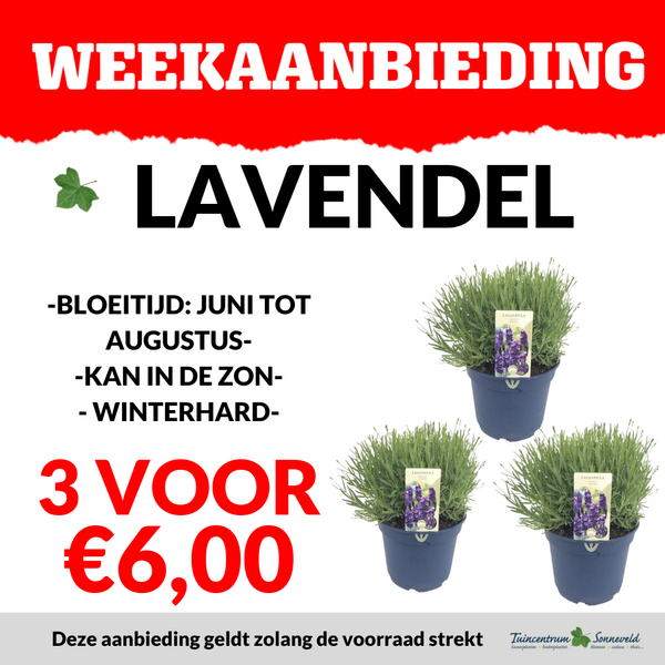 LAVENDEL 3 VOOR €6,00