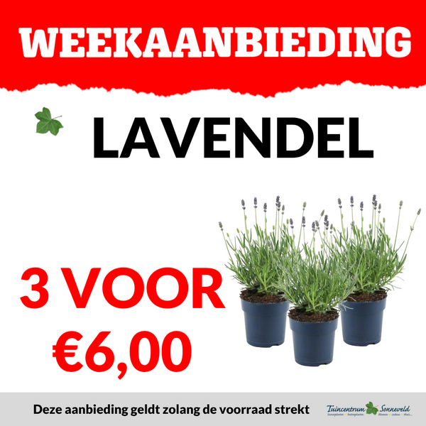 LAVENDEL 3 VOOR €6,00