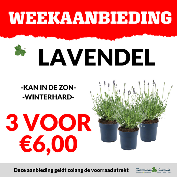 LAVENDEL 3 VOOR €6,00