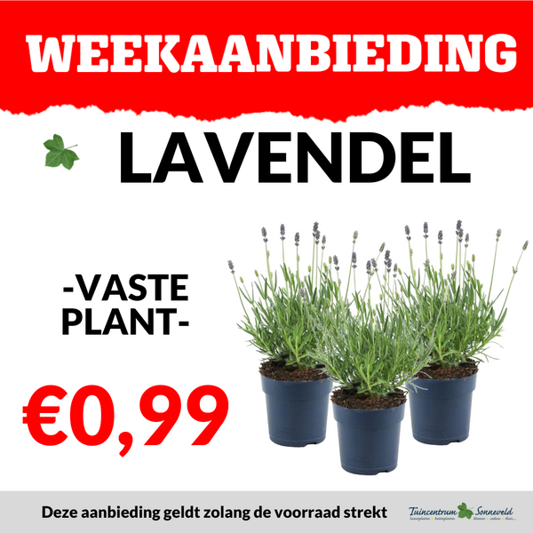 lavendel €0,99